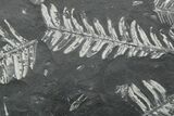 Fossil Seed Fern (Alethopteris) Plate - Pennsylvania #352350-2